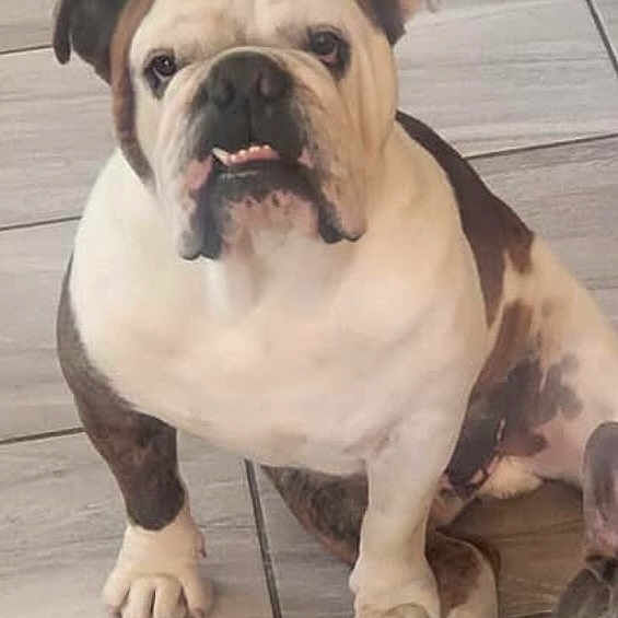 Goliath