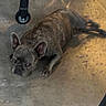 Maximus is registered to the contest to win money with this photo: dog, french_bulldog, brindle, lying_down, concrete_floor, indoor, table_leg, caster_wheel, pet, animal, curious, ears_up, floor_texture, resting, companion, domestic, mammal, short_hair, brown, black