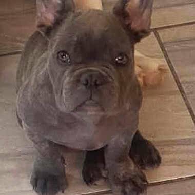 Maximus