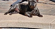 Maximus joined the competition — help win amazing prizes! dog, french_bulldog, outdoor, sunlight, poolside, relaxed, pet, animal, shadow, concrete, water, summer, daytime, ears, paw, lying_down, canine, background, resting, texture