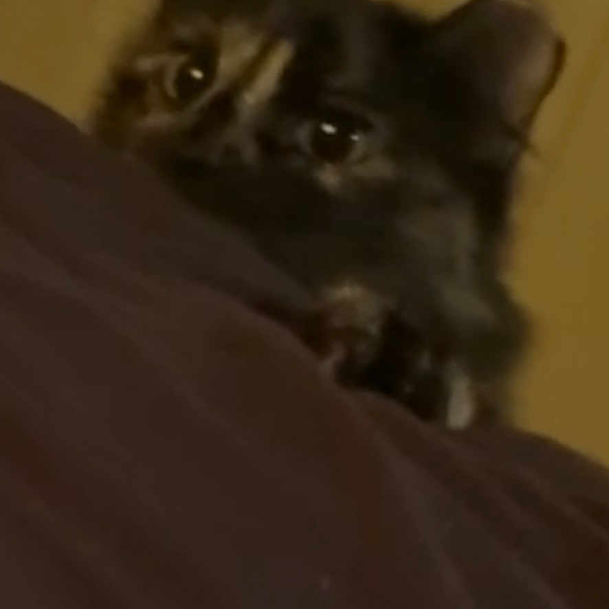 Sibby joined the competition — help win amazing prizes! animal, black, blurry, brown, cat, close_up, curious_eyes, dark_surface, dim_light, ears, fur, indoor, mystery, peeking, pet, quiet, shadow, still, whiskers, yellow_eyes