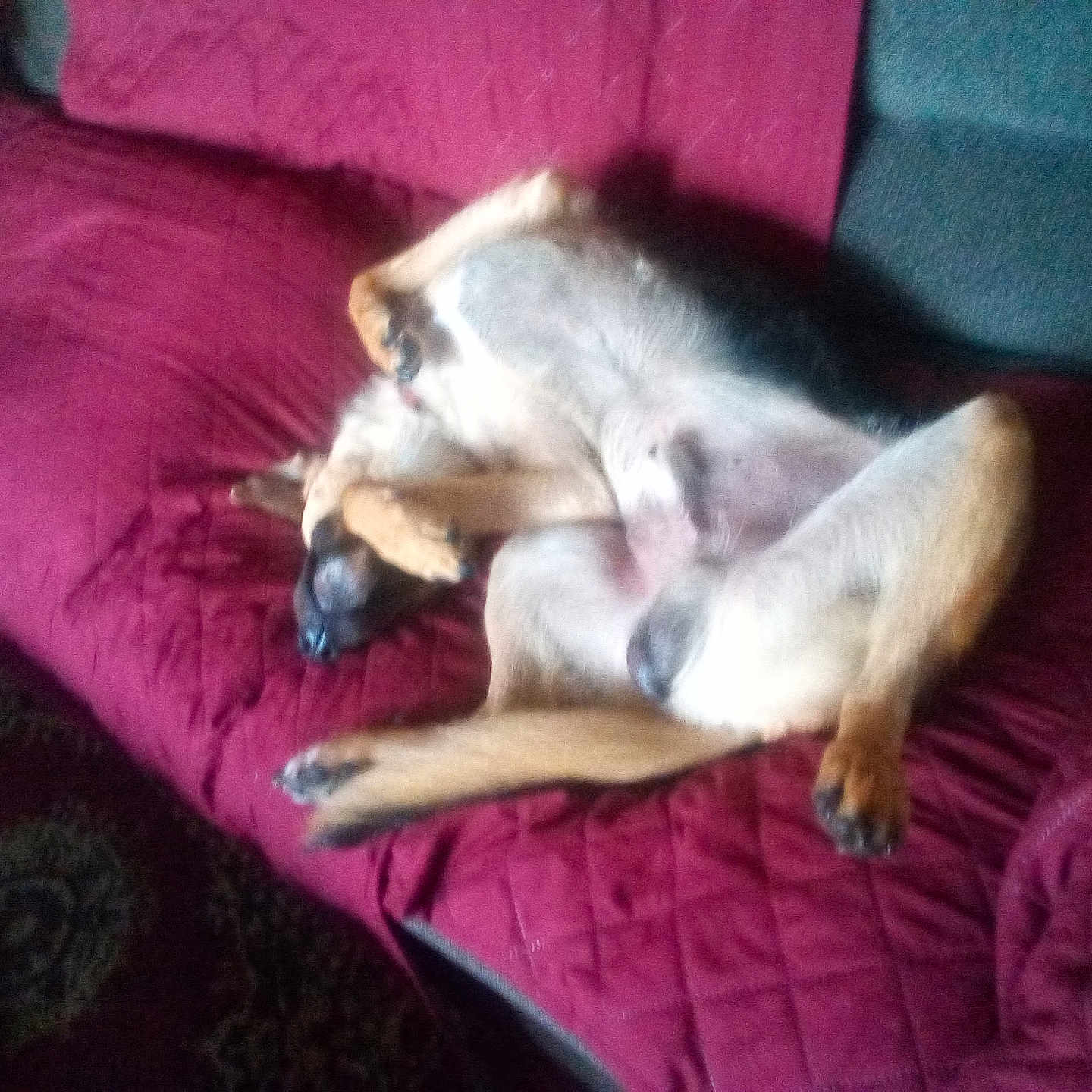 Rocky is registered to the contest to win money with this photo: animal, blanket, canine, comfort, couch, dog, domestic, fur, furniture, home, indoor, living_room, lying_down, paws, pet, red_quilt, relaxed, resting, sleeping_position, snout