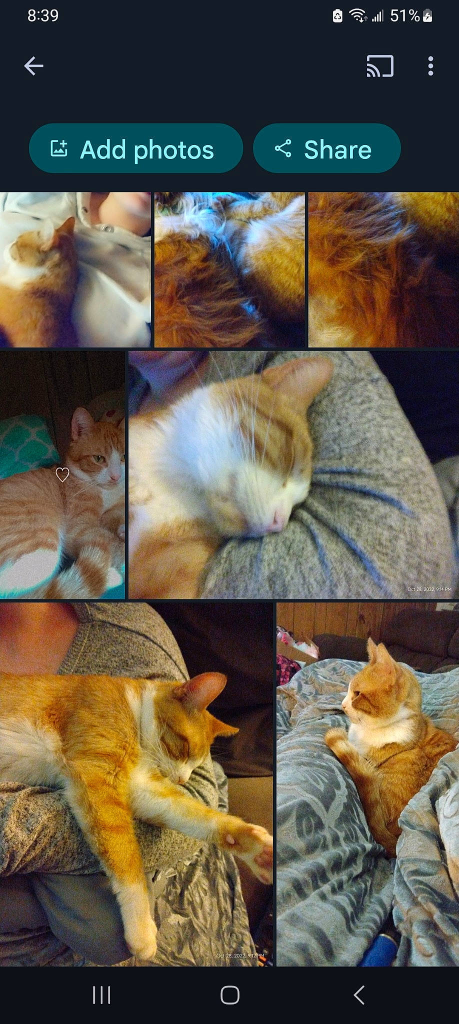 Milo is registered to the contest to win money with this photo: art, carnivore, cat, collage, domestic_short_haired_cat, fawn, felidae, fur, organism, paw, photo_caption, photograph, screenshot, small_to_medium_sized_cats, snapshot, snout, tail, vertebrate, whiskers, wildlife