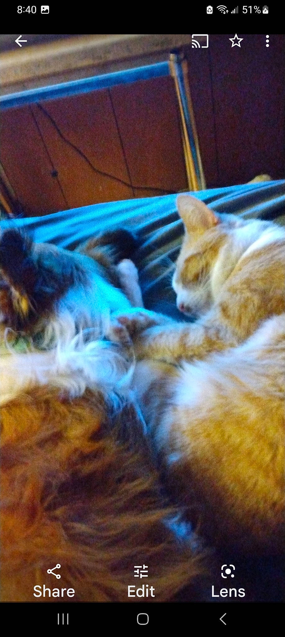 Milo joined the competition — help win amazing prizes! canidae, carnivore, cat, claw, comfort, companion_dog, dog_breed, electric_blue, fawn, felidae, fur, mammal, nap, paw, sky, small_to_medium_sized_cats, snout, tail, vertebrate, whiskers