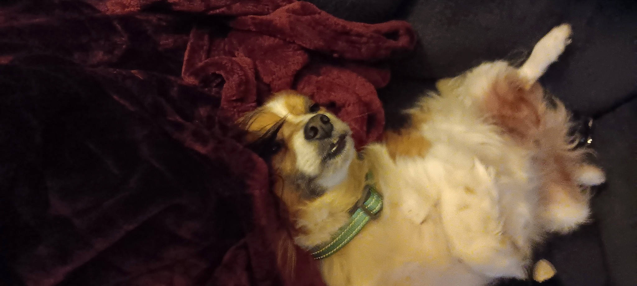 Buster joined the competition — help win amazing prizes! canidae, carnivore, cavalier_king_charles_spaniel, companion_dog, dog, dog_breed, dog_supply, fawn, fur, king_charles_spaniel, liver, paw, snout, spaniel, sporting_group, terrestrial_animal, tibetan_spaniel, toy_dog, whiskers, working_animal