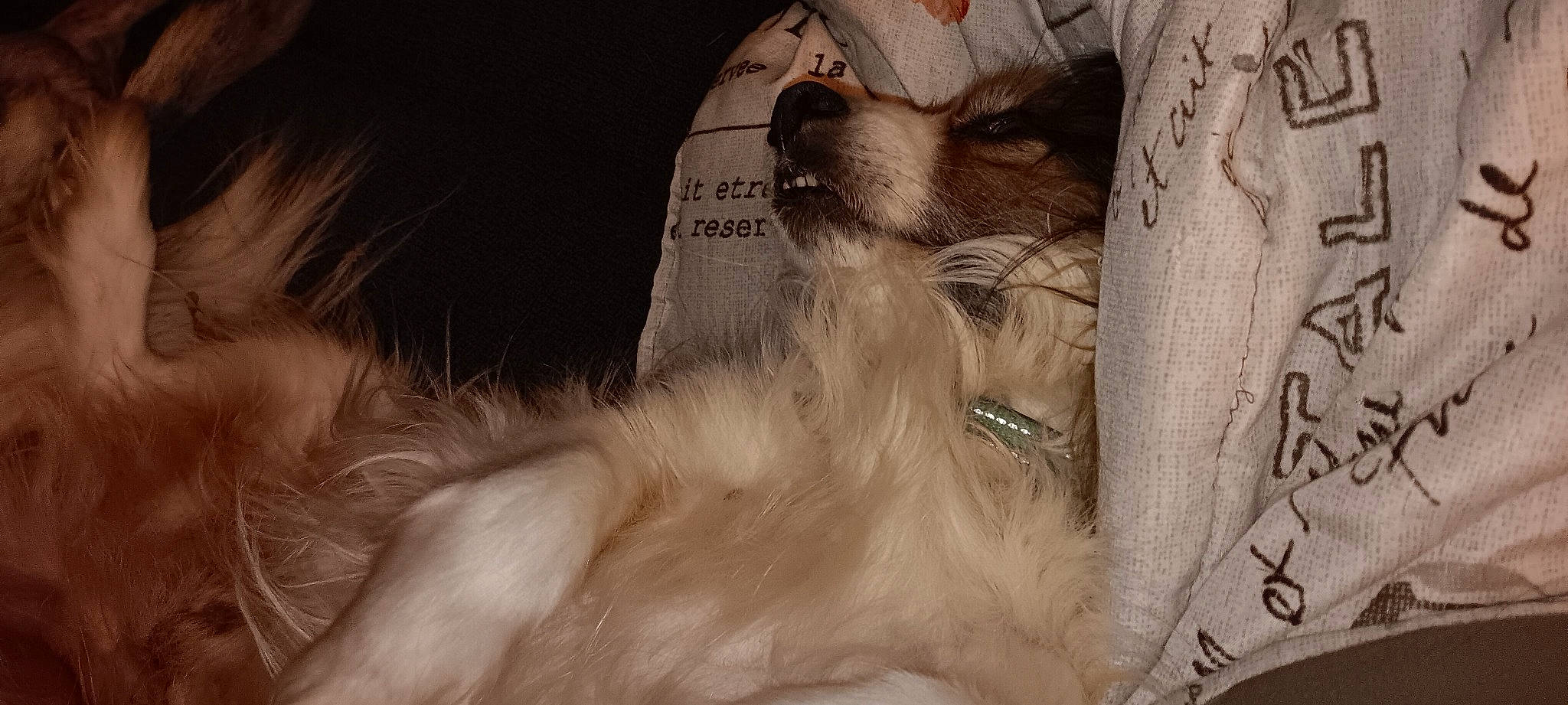 Buster joined the competition — help win amazing prizes! canidae, carnivore, collie, companion_dog, dog, dog_breed, fang, fawn, fur, paw, rough_collie, scotch_collie, shetland_sheepdog, silken_windhound, snout, spaniel, sporting_group, toy_dog, whiskers, working_animal