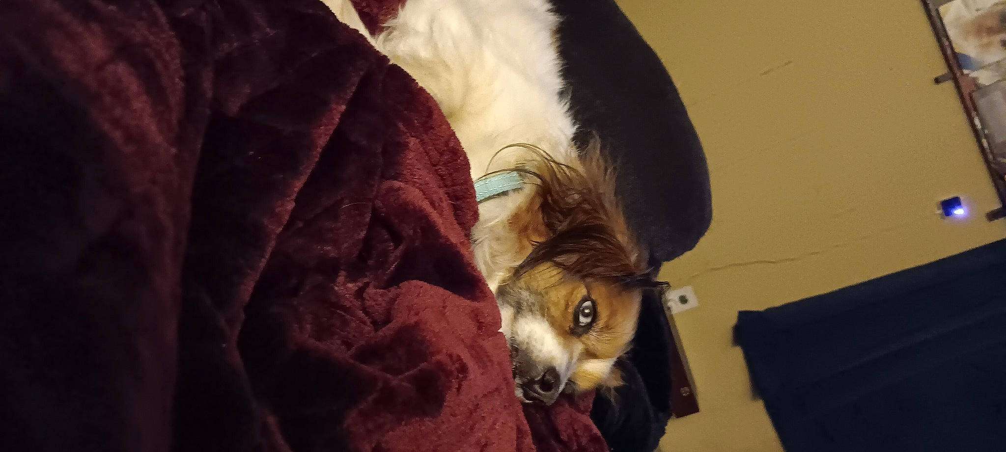 Buster is registered to the contest to win money with this photo: canidae, carnivore, companion_dog, dog, dog_breed, dog_supply, fawn, fur, non_sporting_group, pack_animal, pet_supply, puppy, sporting_group, tail, terrestrial_animal, toy_dog, whiskers, wildlife, working_animal