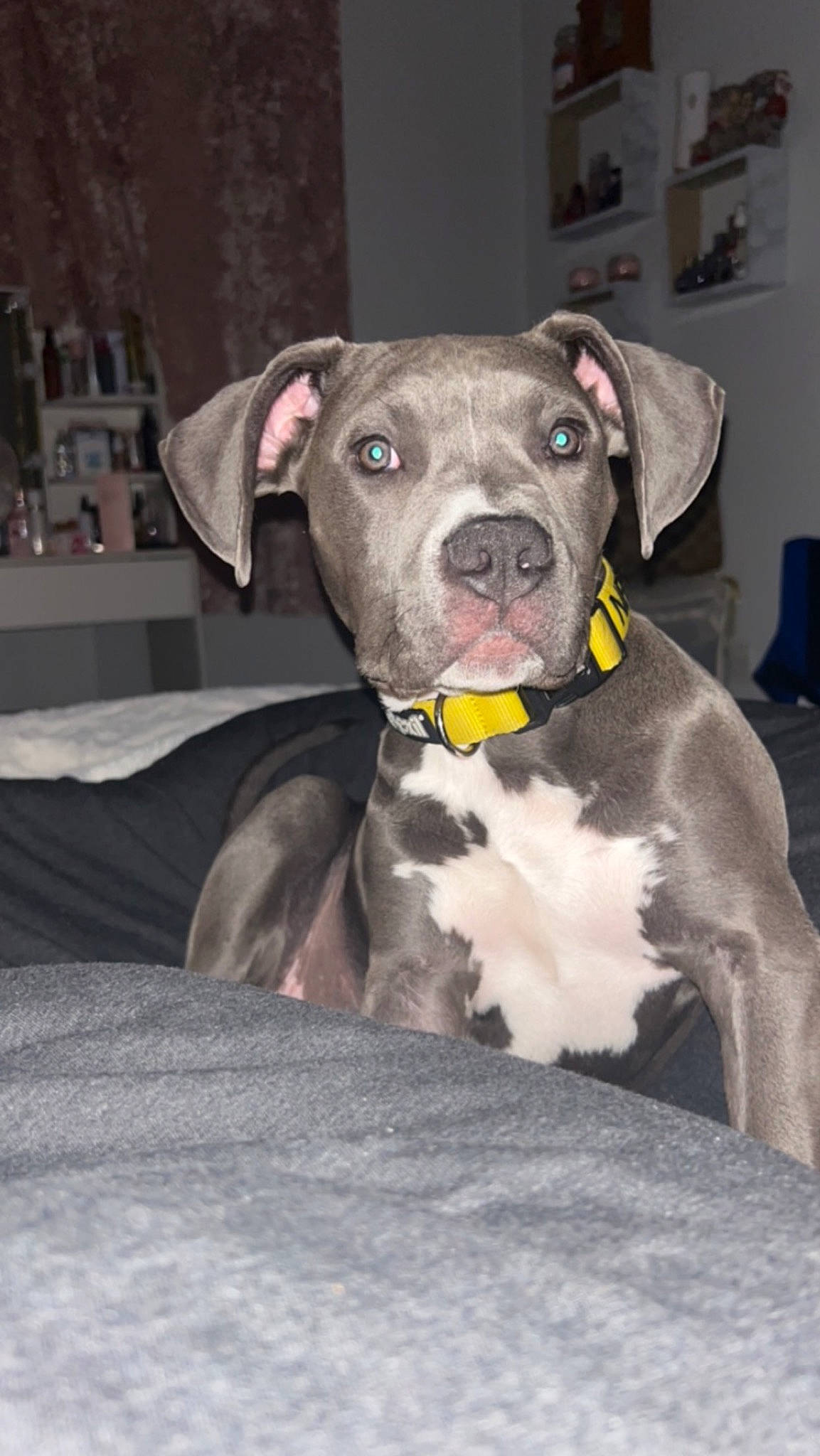 Ocean is registered to the contest to win money with this photo: canidae, carnivore, collar, companion_dog, dog, dog_breed, dog_collar, fawn, grey, non_sporting_group, whiskers, working_animal, working_dog