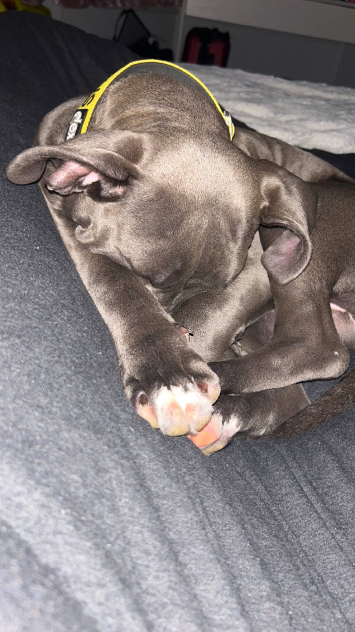 Ocean is registered to the contest to win money with this photo: canidae, comfort, dog_breed, elephant, fawn, foot, gesture, grey, head, human_body, indian_elephant, jaw, leg, nail, snout, sporting_group, terrestrial_animal, thumb, working_animal, wrinkle