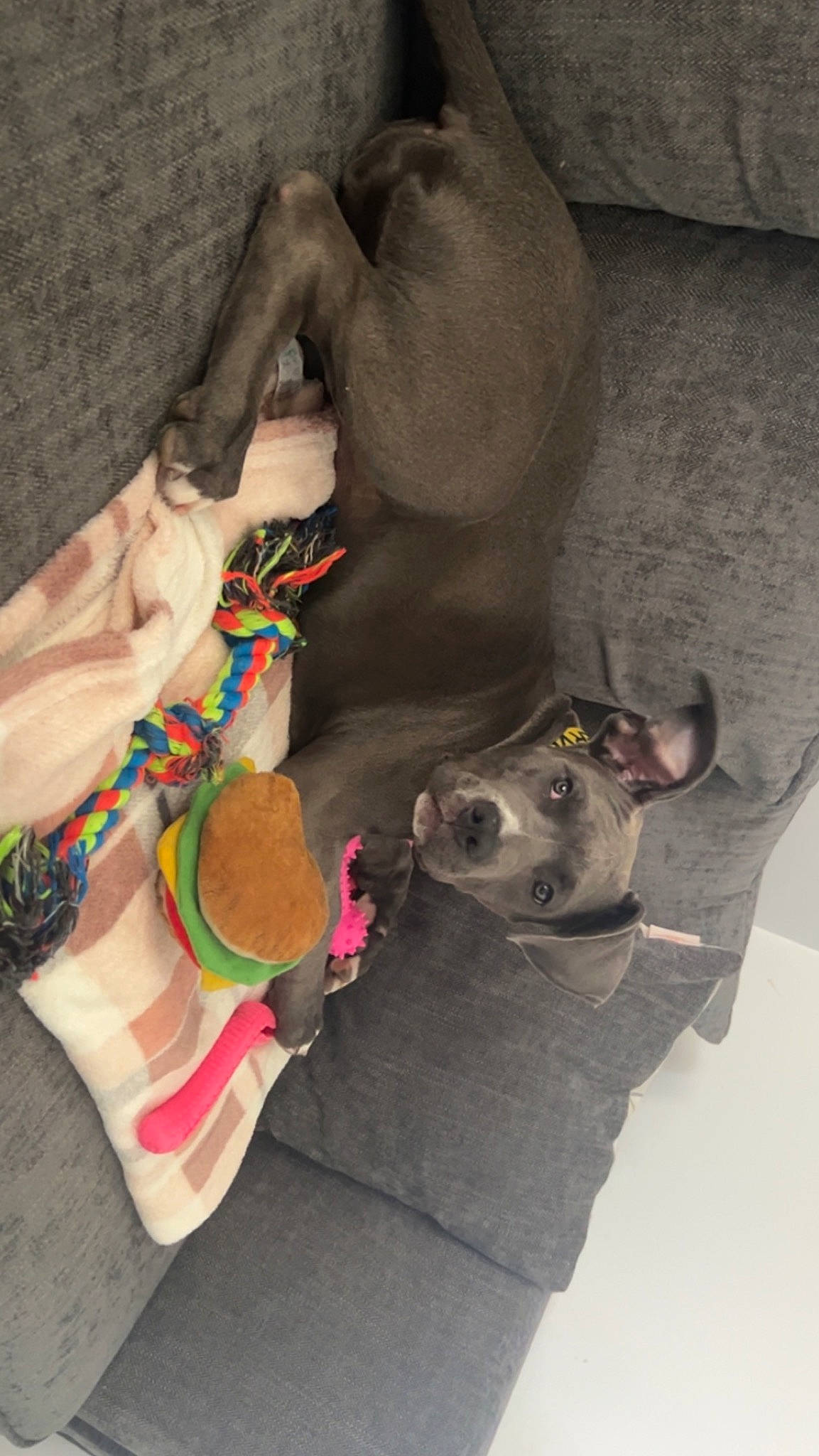 Ocean joined the competition — help win amazing prizes! adventure, canidae, carnivore, collar, comfort, companion_dog, dog, dog_breed, dog_collar, dog_supply, fashion_accessory, fawn, fur, leash, paw, pet_supply, snout, sporting_group, working_animal, wrinkle