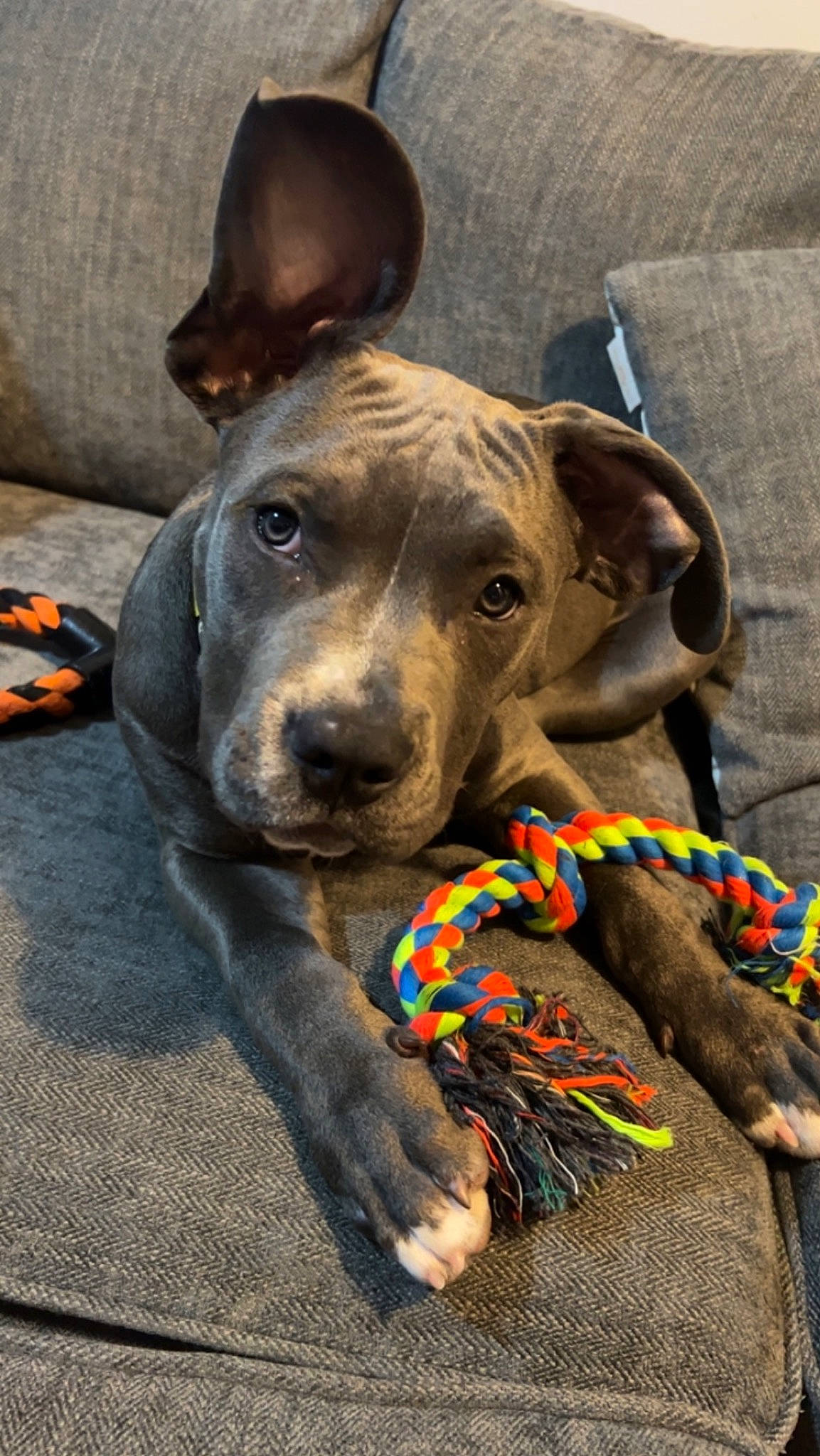 Ocean joined the competition — help win amazing prizes! canidae, carnivore, collar, companion_dog, dog, dog_breed, dog_collar, dog_supply, ear, fashion_accessory, fawn, fur, guard_dog, leash, liver, pet_supply, snout, sporting_group, whiskers, working_animal