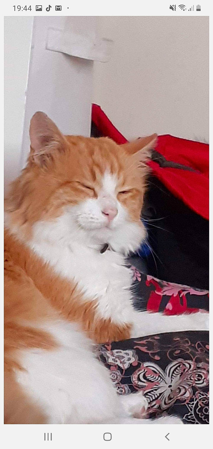 Garfild participe au concours pour gagner de l'argent avec cette photo : carnivore, cat, cymric, domestic_long_haired_cat, fawn, felidae, fur, kitten, maine_coon, mammal, norwegian_forest_cat, persian, ragamuffin, small_to_medium_sized_cats, whiskers