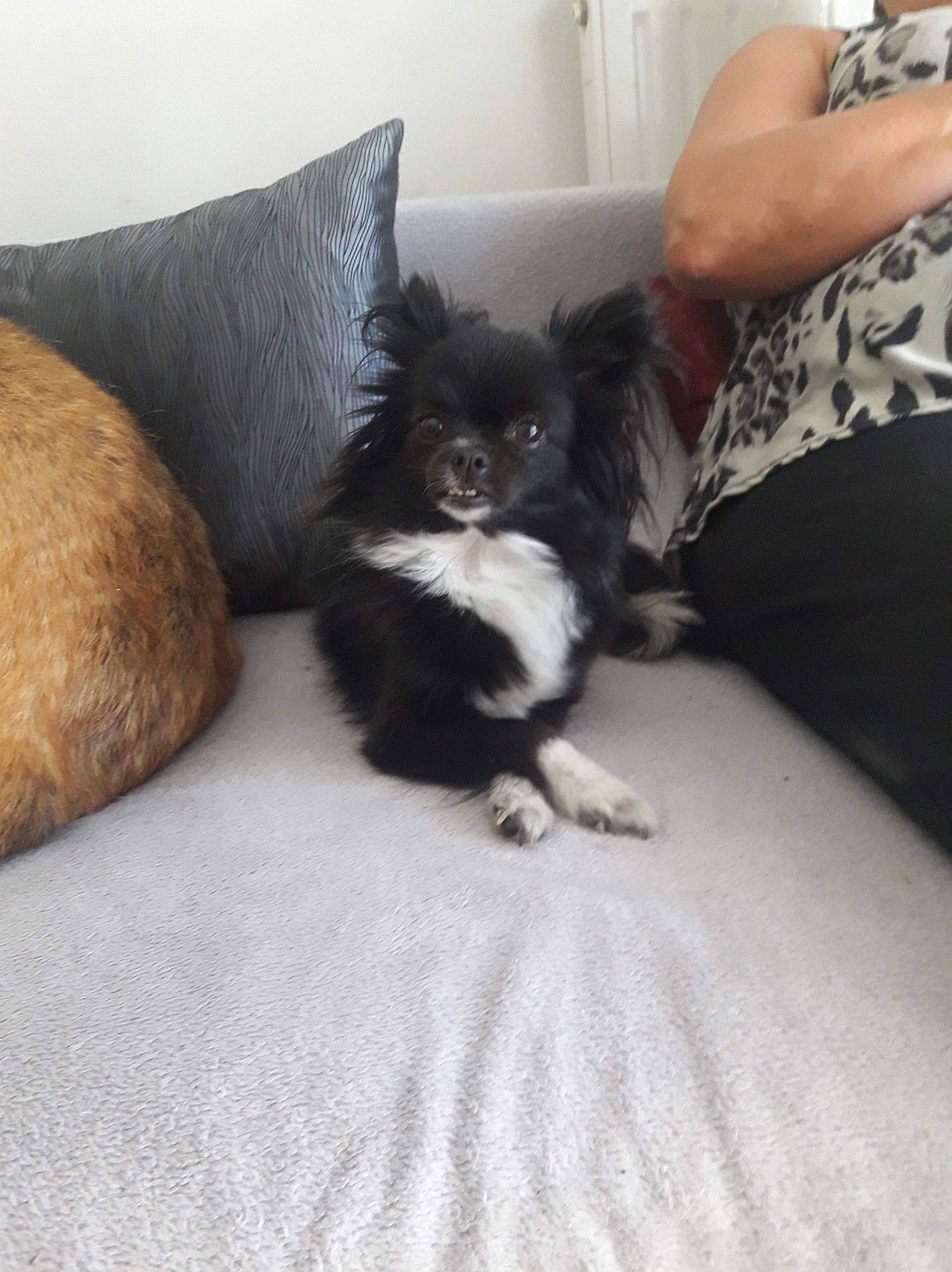 Maya a rejoint le concours — aidez-le/la à gagner de superbes lots ! canidae, carnivore, cat, companion_dog, dog, dog_breed, fawn, felidae, kitten, mammal, puppy, vertebrate, whiskers