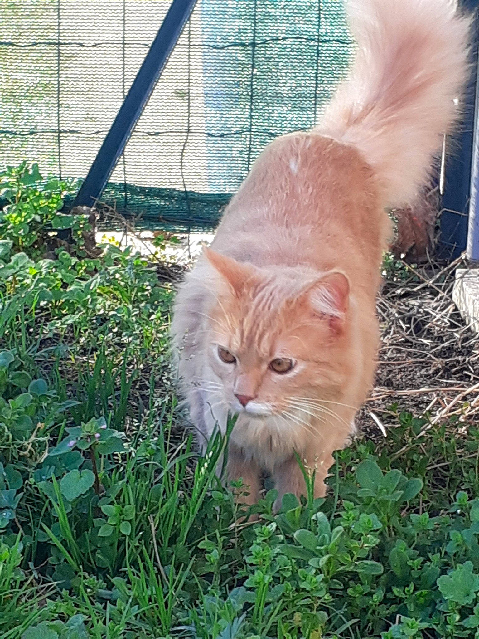 Simba a rejoint le concours — aidez-le/la à gagner de superbes lots ! british_semi_longhair, carnivore, cat, cymric, domestic_long_haired_cat, domestic_short_haired_cat, european_shorthair, eye, fawn, felidae, fur, grass, kitten, mammal, organism, plant, small_to_medium_sized_cats, tabby_cat, tail, whiskers