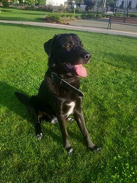 Othello participe au concours pour gagner de l'argent avec cette photo : borador, cane_corso, canidae, carnivore, companion_dog, dog, dog_breed, grass, labrador_retriever, lawn, mammal, patterdale_terrier, plant, sporting_group, tail, vertebrate