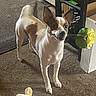 dog, chihuahua, small_dog, standing, indoor, carpet, flower, yellow_flower, toy, plush_toy, pointed_ears, short_hair, white_fur, brown_patches, alert, wide_eyes, pet, home, furniture, portrait