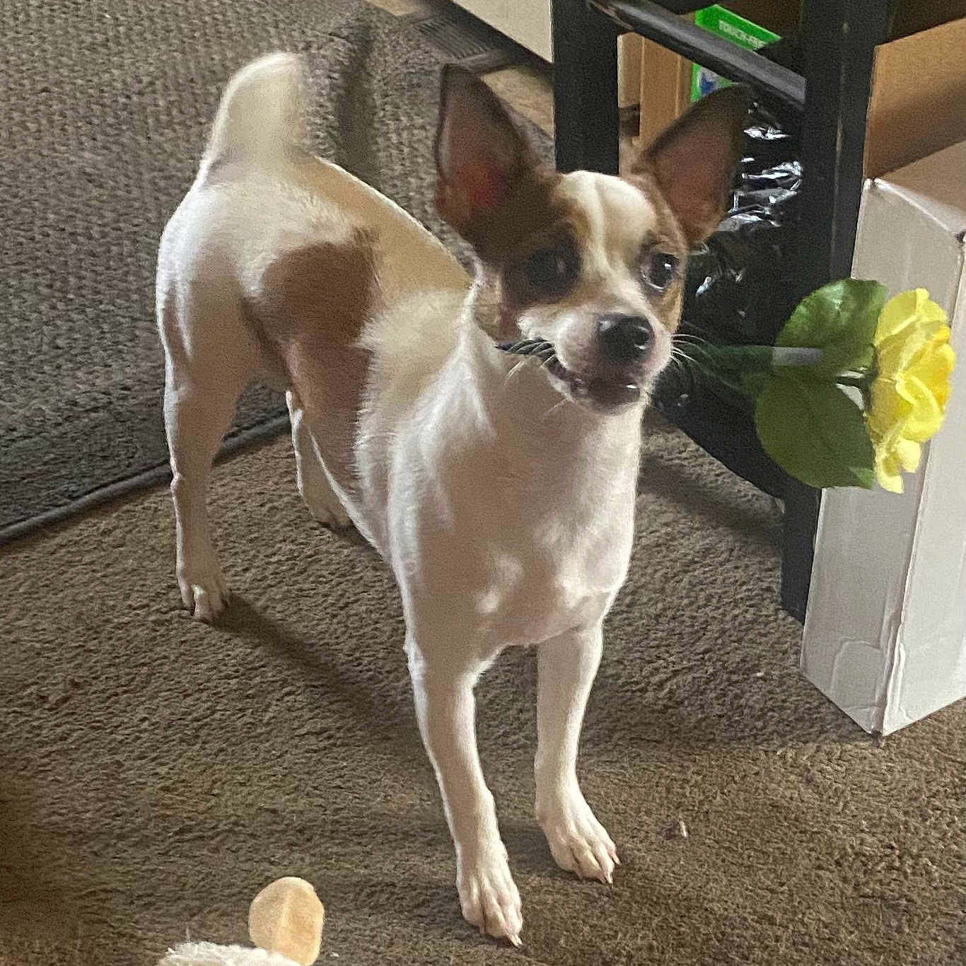Bmo is registered to the contest to win money with this photo: dog, chihuahua, small_dog, standing, indoor, carpet, flower, yellow_flower, toy, plush_toy, pointed_ears, short_hair, white_fur, brown_patches, alert, wide_eyes, pet, home, furniture, portrait