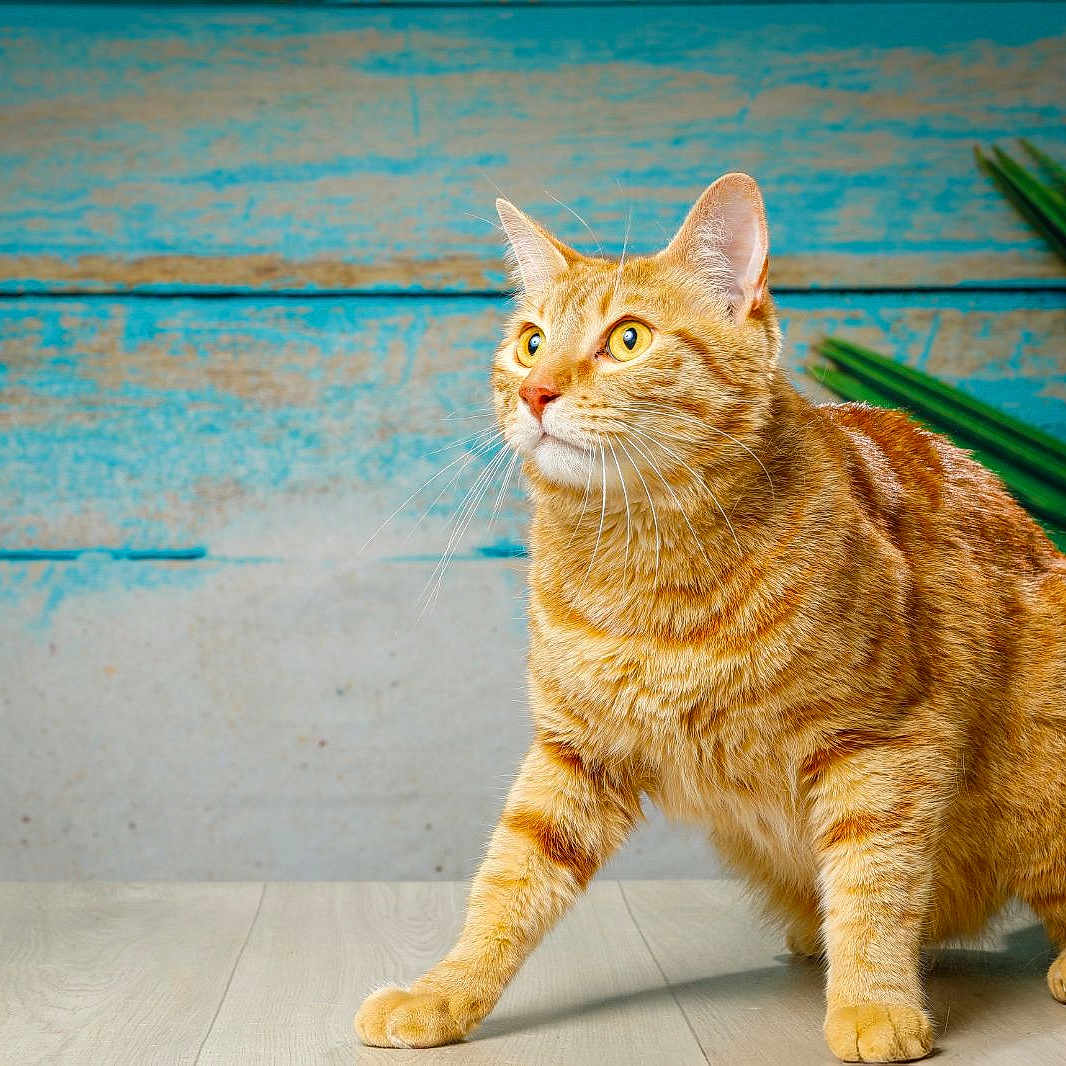 Minoru participe au concours pour gagner de l'argent avec cette photo : abyssinian, angora, animal, cat, hardwood, kitten, manx, pet, wood