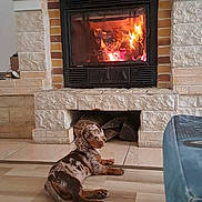 Groot participe au concours pour gagner de l'argent avec cette photo : dog, dachshund, spotted_dog, pet, animal, fireplace, fire, indoors, living_room, floor, wood_floor, stone, brick, hearth, cozy, warmth, lying_down, long_body, home, portrait