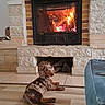 dog, dachshund, spotted_dog, pet, animal, fireplace, fire, indoors, living_room, floor, wood_floor, stone, brick, hearth, cozy, warmth, lying_down, long_body, home, portrait