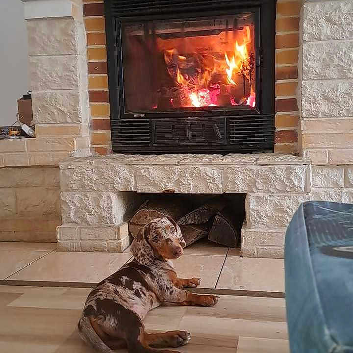 Groot participe au concours pour gagner de l'argent avec cette photo : dog, dachshund, spotted_dog, pet, animal, fireplace, fire, indoors, living_room, floor, wood_floor, stone, brick, hearth, cozy, warmth, lying_down, long_body, home, portrait