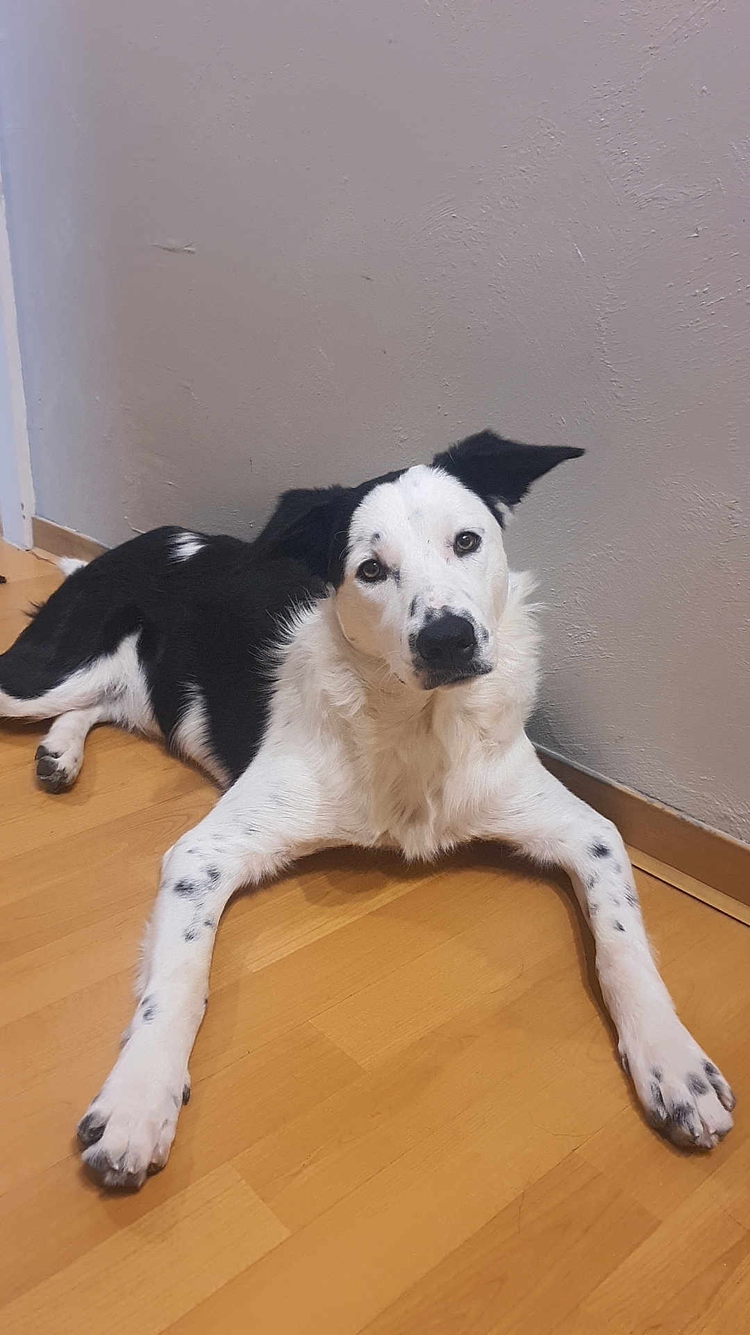 Vasko