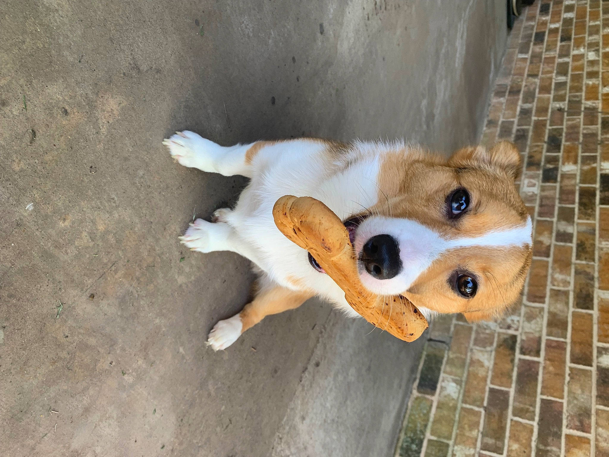 Captain Corg joined the competition — help win amazing prizes! carnivore, companion_dog, dog, dog_breed, dog_collar, dog_supply, doghouse, fawn, flooring, football, fur, paw, pet_supply, street_dog, stuffed_toy, terrestrial_animal, toy, whiskers, wood, working_animal