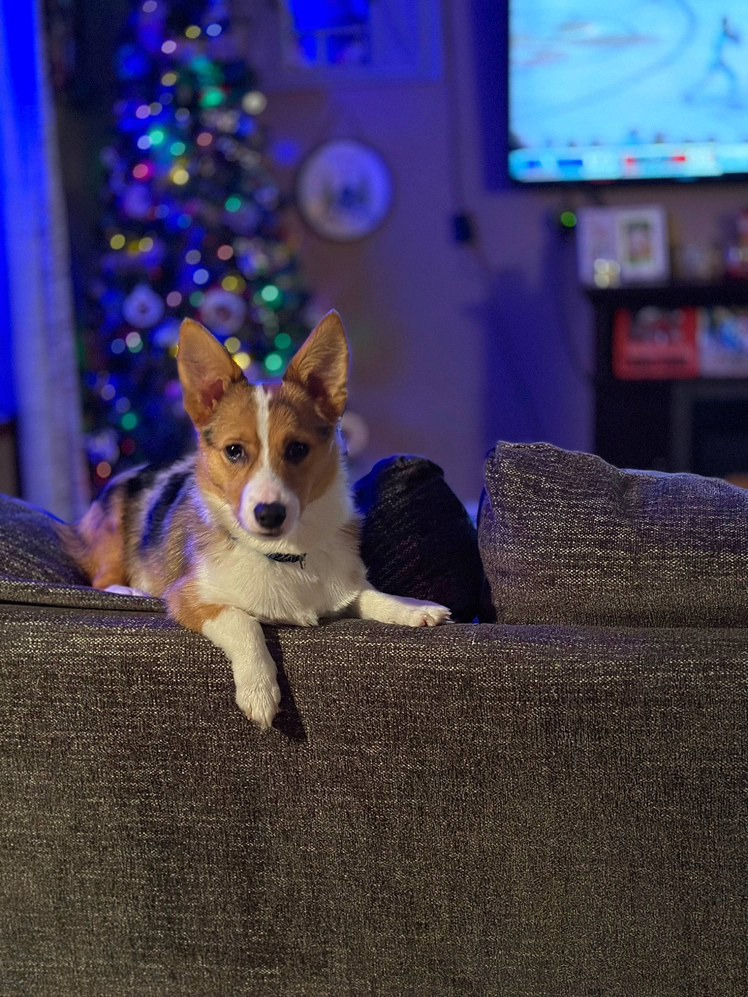 Captain Corg is registered to the contest to win money with this photo: blue, cable_television, canidae, carnivore, christmas, christmas_tree, comfort, companion_dog, couch, display_device, dog, dog_breed, dog_supply, electric_blue, event, fawn, fur, snout, television, whiskers