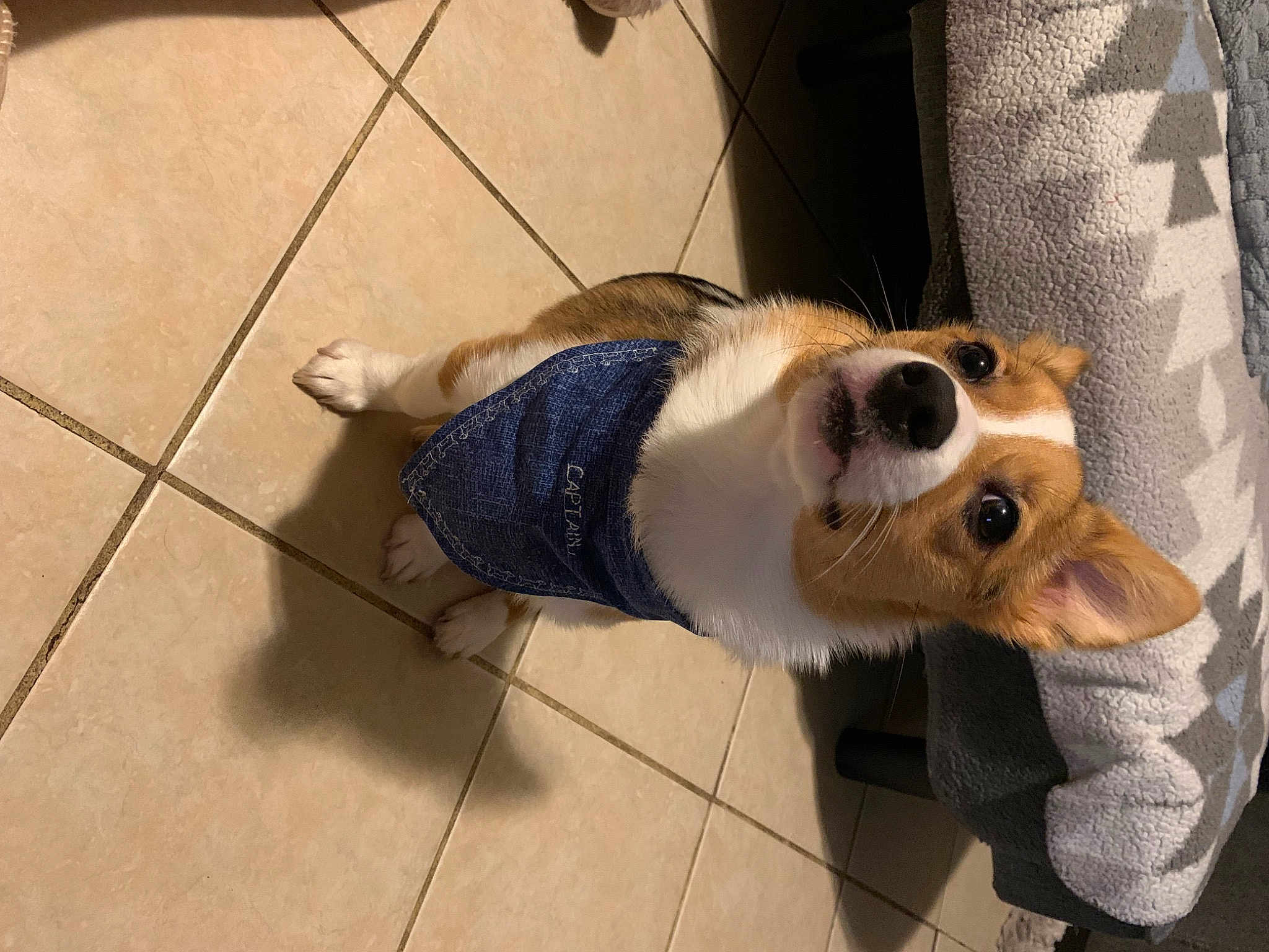 Captain Corg