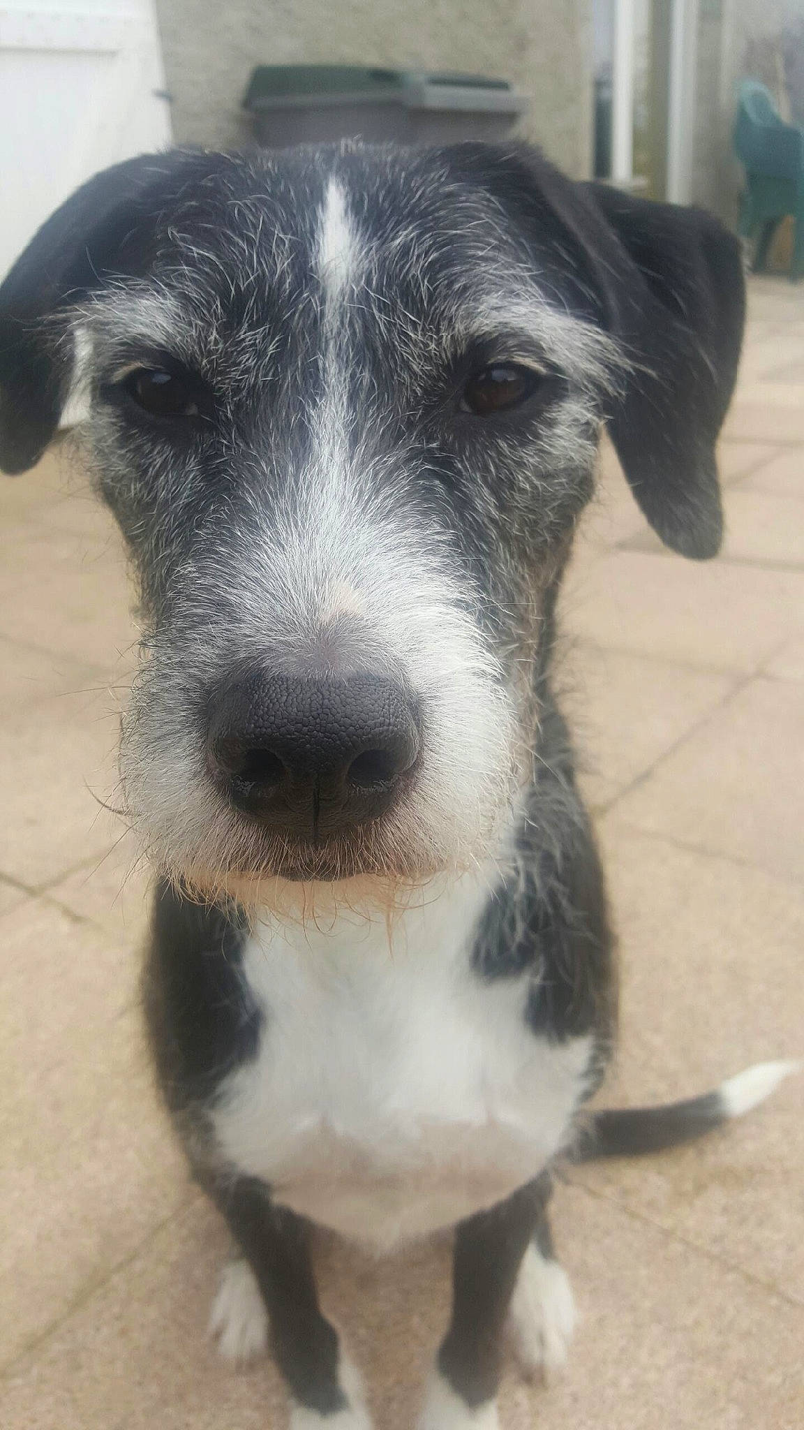 T'Chico a rejoint le concours — aidez-le/la à gagner de superbes lots ! canidae, carnivore, companion_dog, dog, dog_breed, eye, fur, snout, sporting_group, terrestrial_animal, whiskers, working_animal