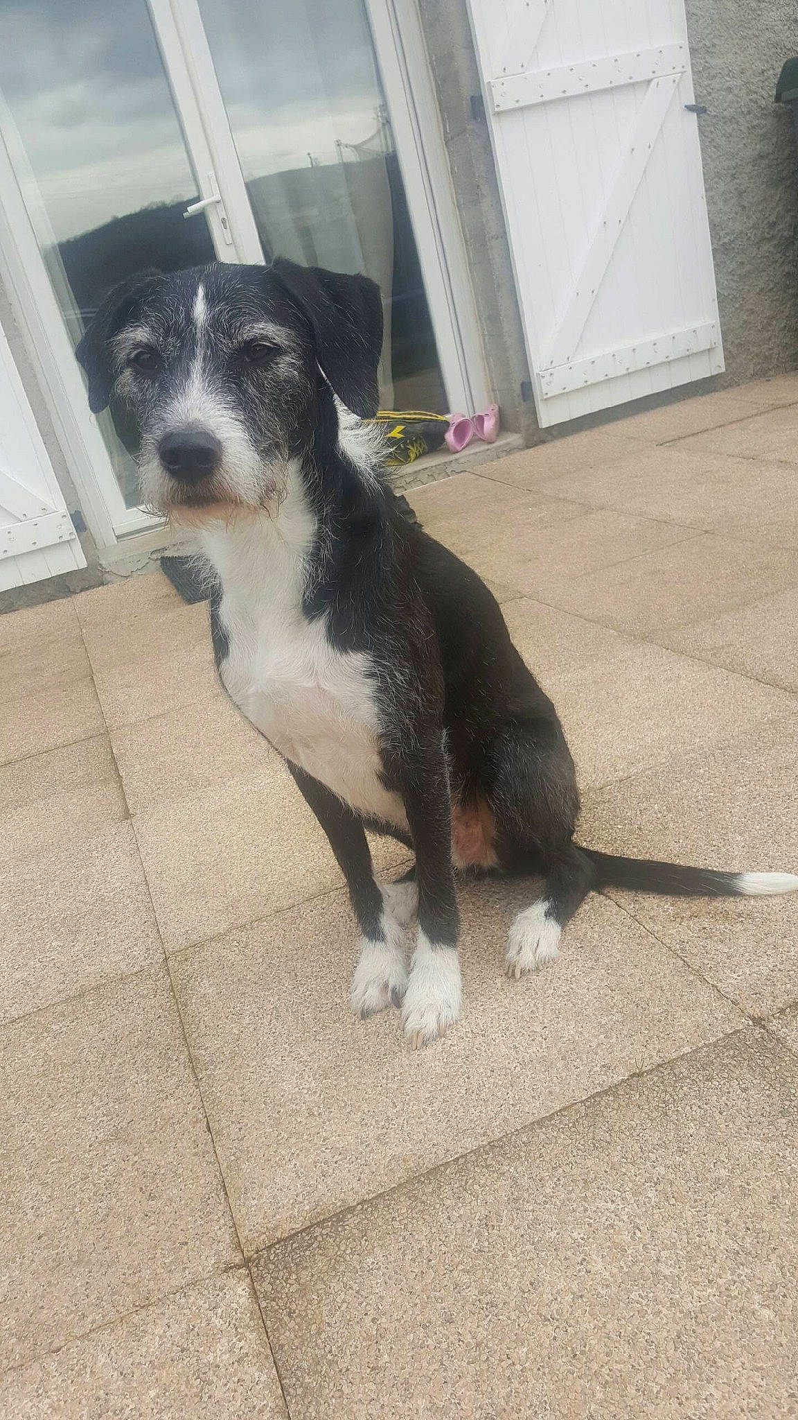 T'Chico participe au concours pour gagner de l'argent avec cette photo : asphalt, border_collie, canidae, carnivore, collar, companion_dog, dog, dog_breed, dog_collar, floor, flooring, fur, non_sporting_group, paw, puppy, road_surface, tail, whiskers, working_animal, working_dog