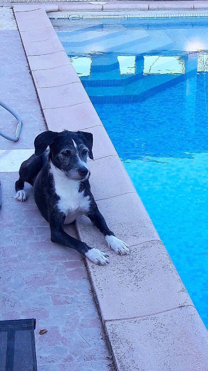 T'Chico a rejoint le concours — aidez-le/la à gagner de superbes lots ! blue, canidae, carnivore, companion_dog, dog, dog_breed, electric_blue, flooring, guard_dog, leisure, non_sporting_group, ocean, shadow, sporting_group, street_dog, tail, water, working_animal, working_dog