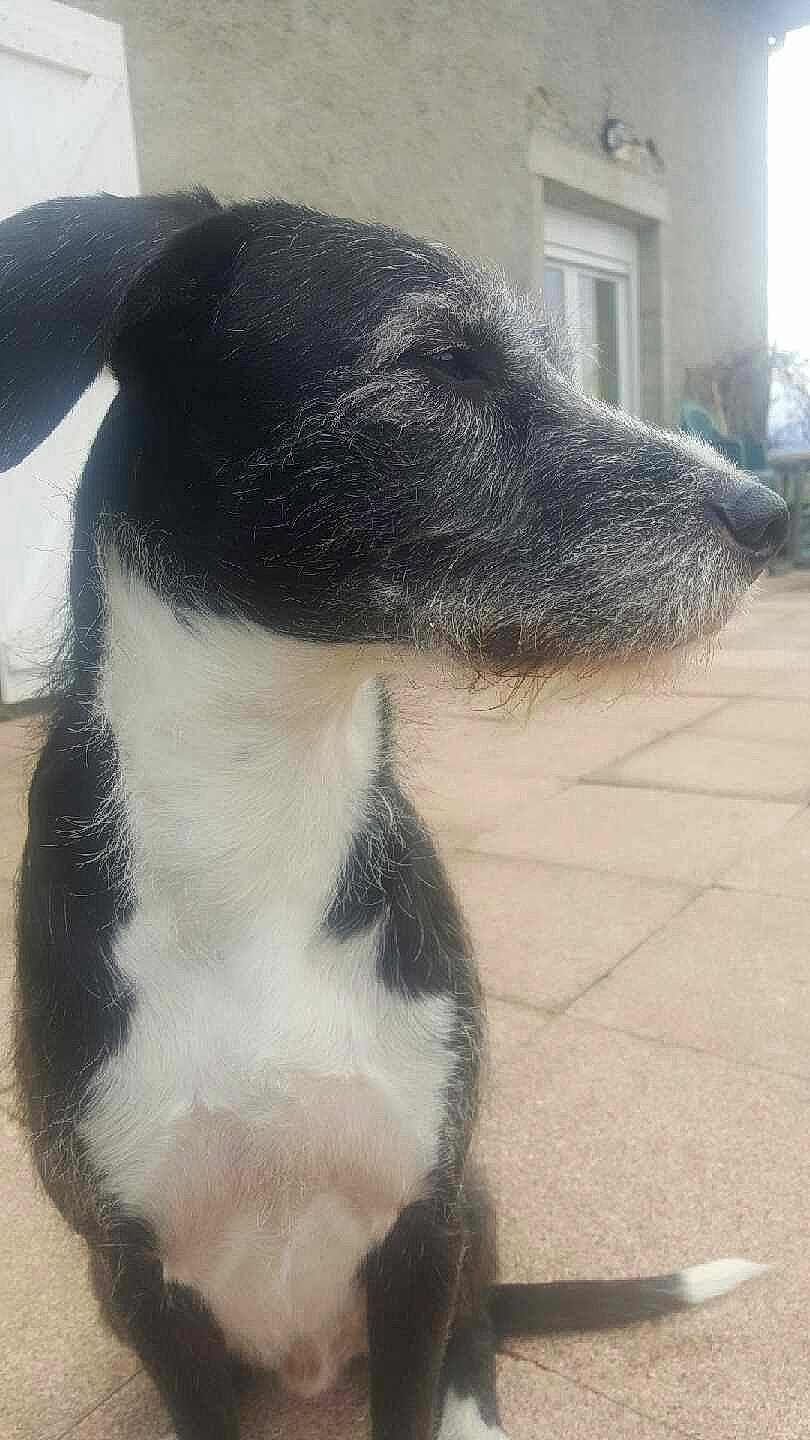 T'Chico participe au concours pour gagner de l'argent avec cette photo : canidae, carnivore, claw, companion_dog, dog, dog_breed, ear, fur, natural_material, paw, snout, sporting_group, tail, terrestrial_animal, whiskers, window, working_animal, working_dog