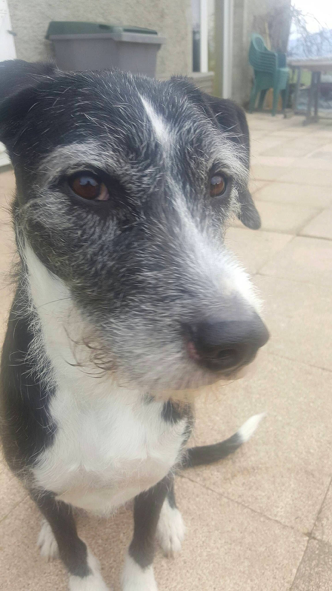 T'Chico a rejoint le concours — aidez-le/la à gagner de superbes lots ! canidae, carnivore, chair, companion_dog, dog, dog_breed, eye, fur, plant, snout, sporting_group, street_dog, terrestrial_animal, whiskers, working_animal, working_dog