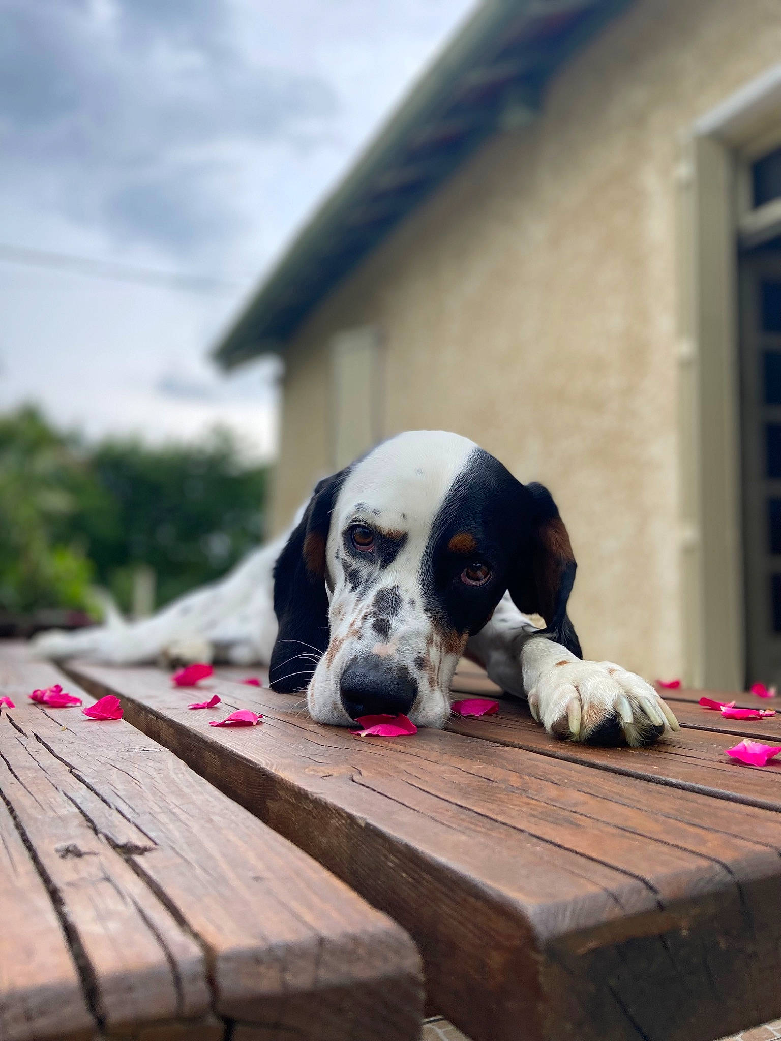 Rudy a rejoint le concours — aidez-le/la à gagner de superbes lots ! canidae, carnivore, cloud, companion_dog, dog, dog_breed, dog_supply, fawn, flooring, hardwood, leisure, outdoor_furniture, plant, sky, snout, sporting_group, table, window, wood, working_animal