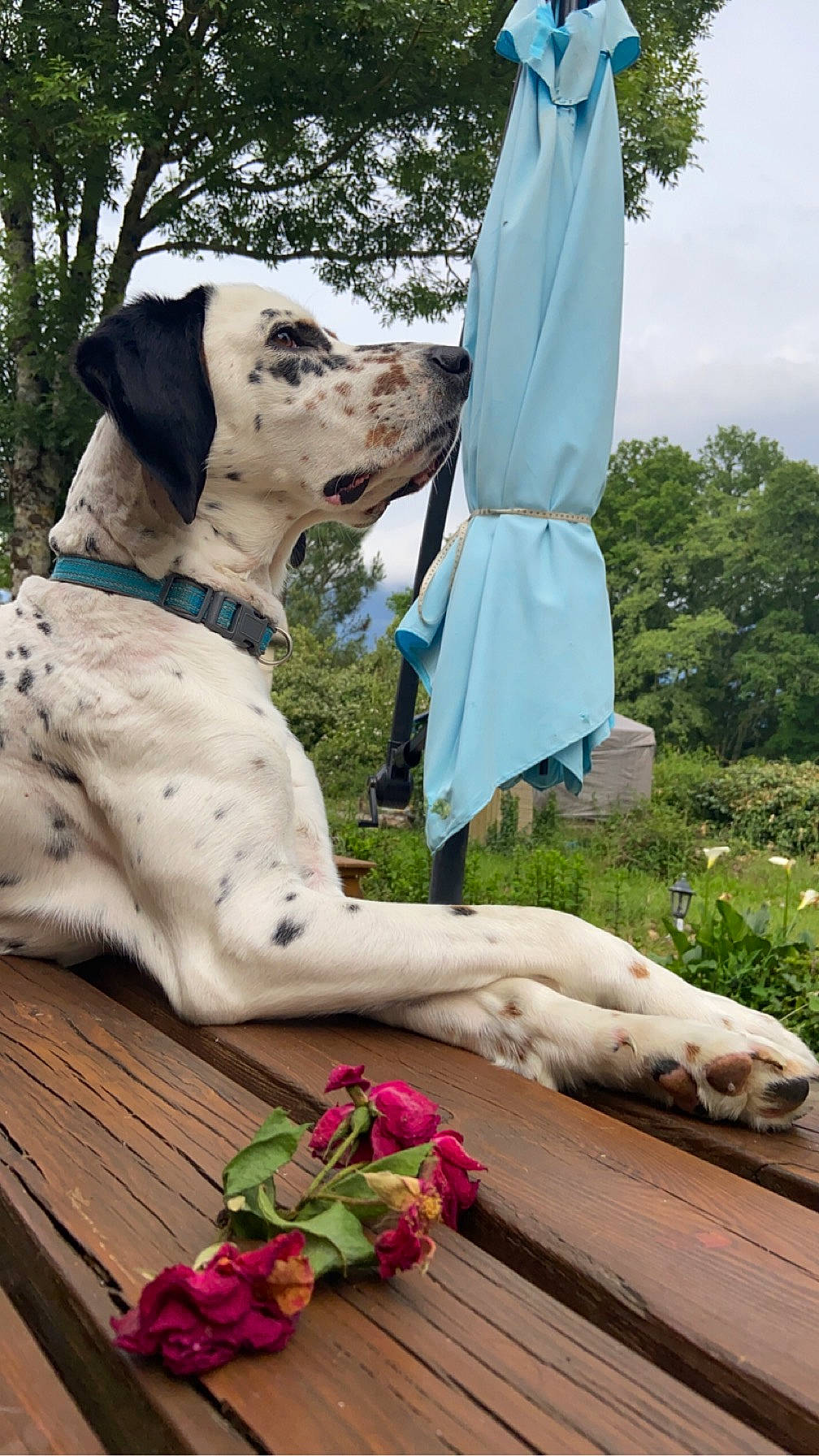 Rudy a rejoint le concours — aidez-le/la à gagner de superbes lots ! art, carnivore, collar, companion_dog, dog, dog_breed, dog_collar, dog_supply, fawn, grass, green, mammal, plant, sculpture, sky, sporting_group, tree, vertebrate, wood, working_animal