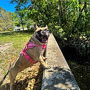 Gorda joined the competition — help win amazing prizes! animal, blue_sky, canine, concrete_ledge, daylight, dog, french_bulldog, grass, greenery, happy, leash, leaves, nature, outdoor, pet, pink_harness, playful, sunny, tongue_out, trees