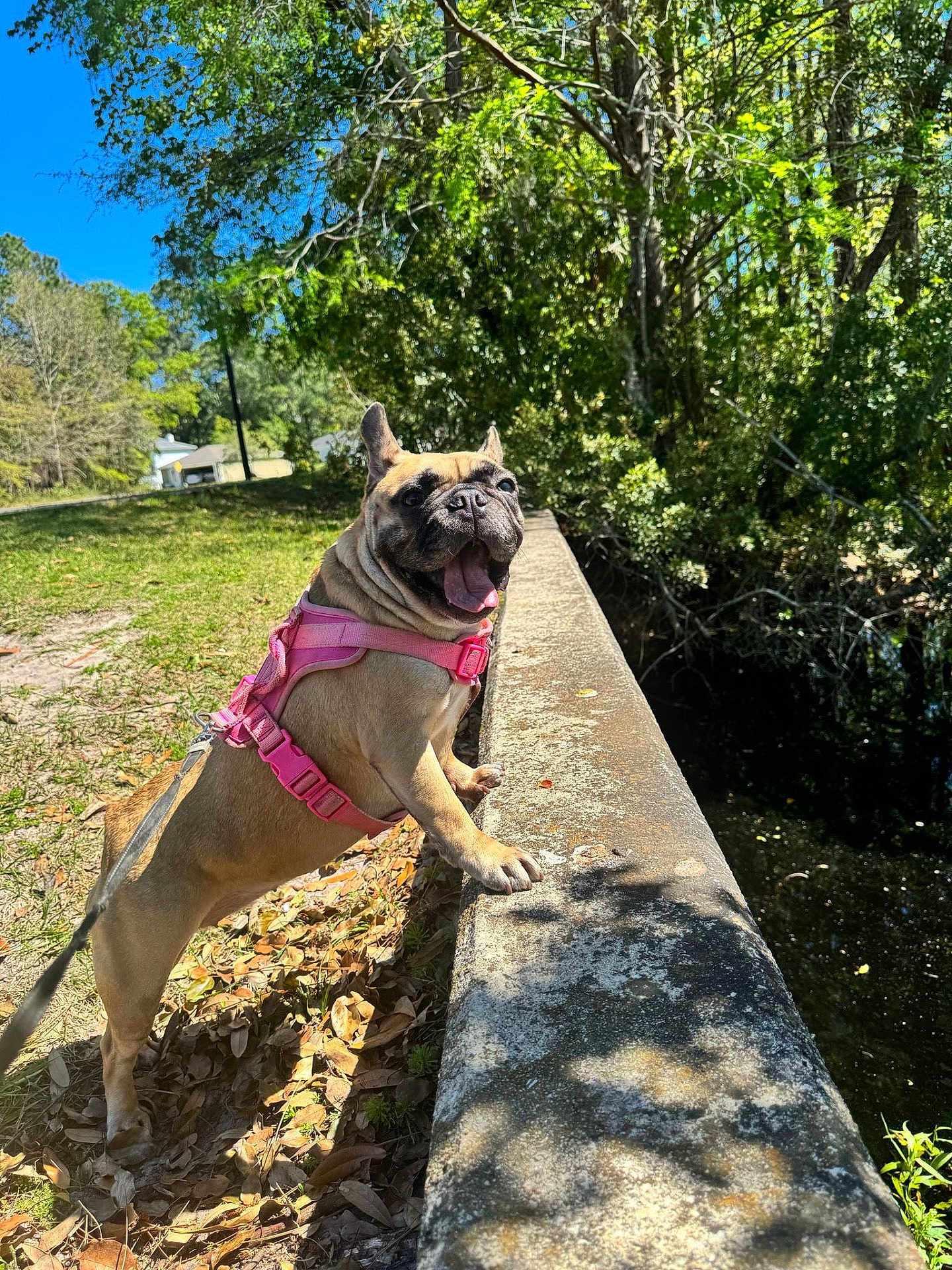 Gorda