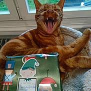 Simba participe au concours pour gagner de l'argent avec cette photo : blue, canidae, carnivore, cat, domestic_short_haired_cat, fawn, felidae, fictional_character, fur, paw, plant, small_to_medium_sized_cats, snout, table, tail, terrestrial_animal, whiskers, window, wood, yawn