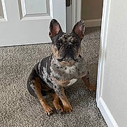 Myles joined the competition — help win amazing prizes! dog, french_bulldog, merle_coat, carpet, indoor, pet, animal, canine, ears, face, sitting, door, white_door, curious, looking, paw, fur, domestic, home, companion
