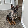 dog, french_bulldog, merle_coat, carpet, indoor, pet, animal, canine, ears, face, sitting, door, white_door, curious, looking, paw, fur, domestic, home, companion