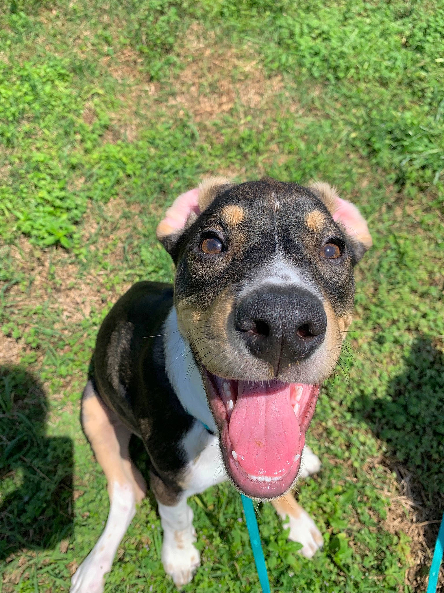 Wilson joined the competition — help win amazing prizes! art, canidae, carnivore, collar, companion_dog, dog, dog_breed, dog_collar, dog_supply, fawn, garden, grass, groundcover, guard_dog, leash, plant, whiskers, working_animal, working_dog, wrinkle