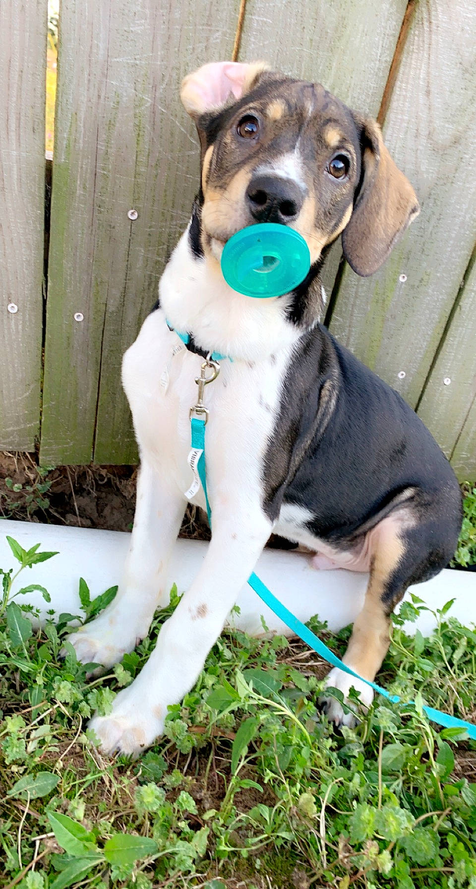 Wilson is registered to the contest to win money with this photo: carnivore, collar, companion_dog, dog, dog_breed, dog_clothes, dog_collar, dog_supply, fawn, grass, green, leash, pet_supply, plant, rampur_greyhound, snout, sporting_group, tail, whiskers, working_animal