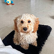 Aura is registered to the contest to win money with this photo: dog, curly_fur, pet, indoor, floor_tile, black_rug, toy, bird_toy, brown_fur, cute, looking_up, animal, companion, home, adorable, small_dog, fur, sitting, domestic, curious