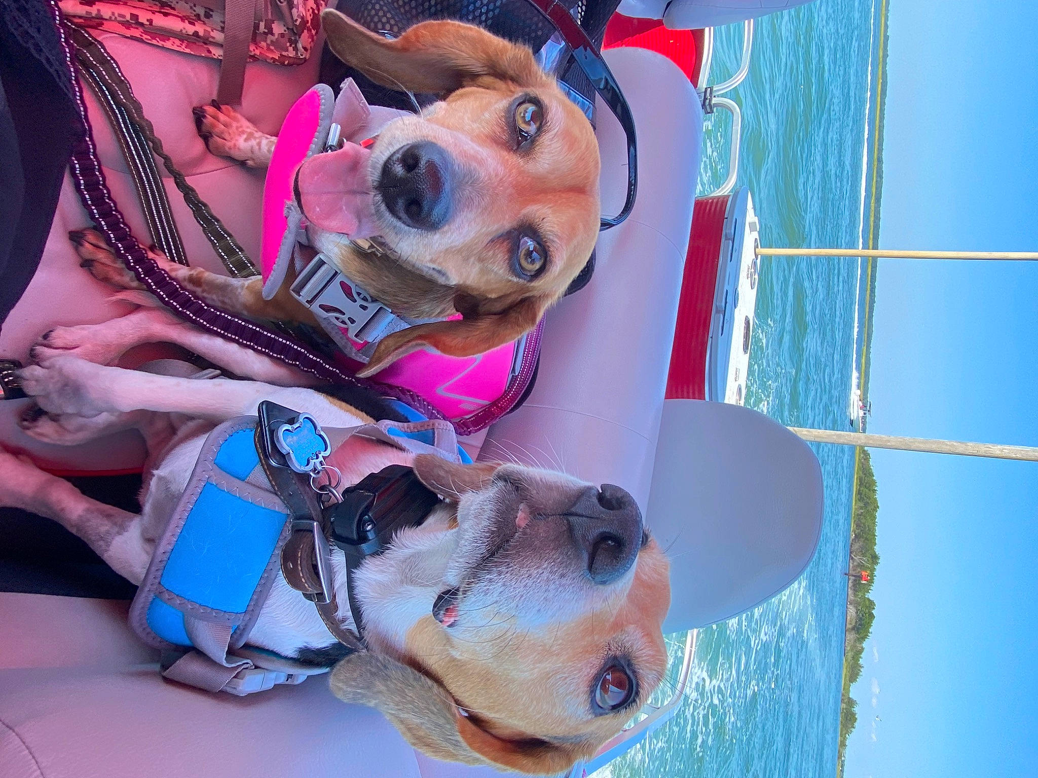 Sophie joined the competition — help win amazing prizes! carnivore, collar, companion_dog, dog, dog_breed, dog_supply, fawn, fun, leash, leisure, mammal, personal_protective_equipment, recreation, sky, smile, snout, sporting_group, sun_hat, water, working_animal