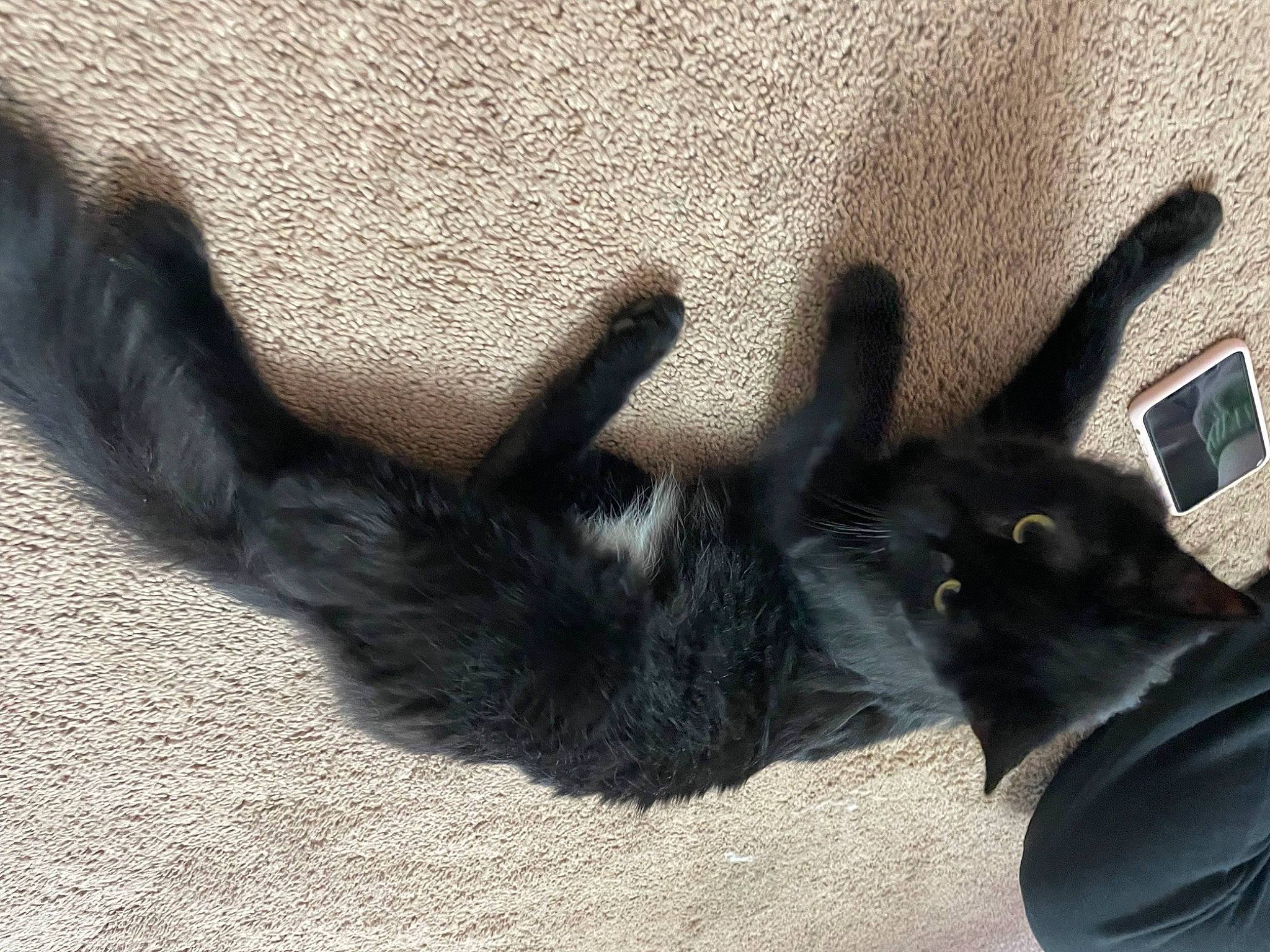 Caseo is registered to the contest to win money with this photo: claw, comfort, dog_breed, domestic_rabbit, domestic_short_haired_cat, felidae, foot, fur, gesture, grey, human_leg, natural_material, paw, shadow, small_to_medium_sized_cats, snout, tail, terrestrial_animal, whiskers, window