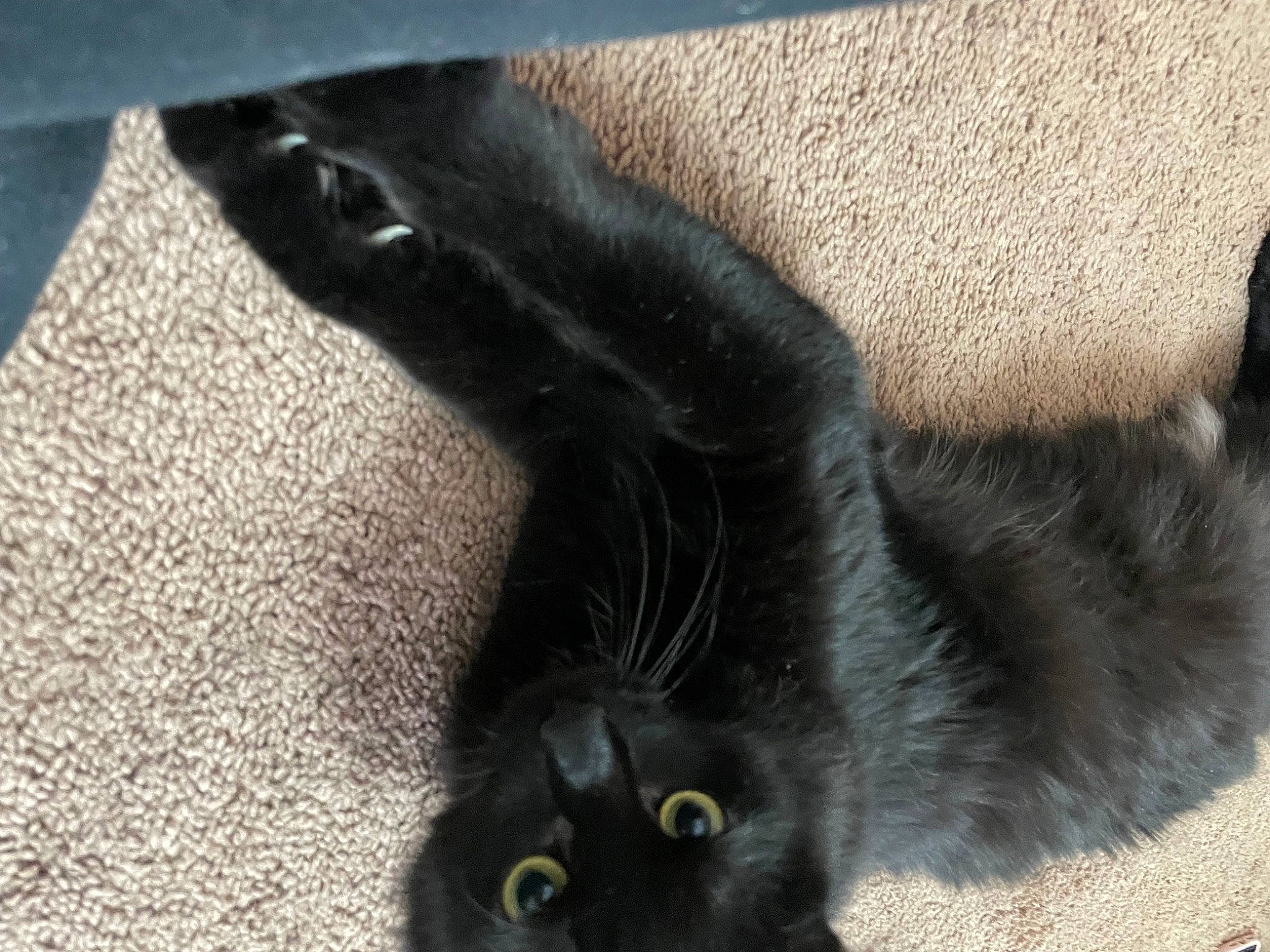 Caseo joined the competition — help win amazing prizes! black, black_cat, bombay, carnivore, cat, claw, comfort, dog_breed, domestic_short_haired_cat, felidae, flooring, fur, grey, paw, small_to_medium_sized_cats, tail, terrestrial_animal, whiskers