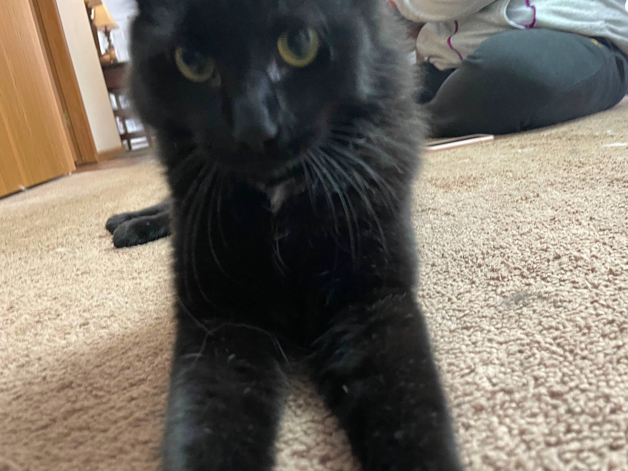 Caseo is registered to the contest to win money with this photo: black_cat, bombay, cabinetry, carnivore, cat, claw, domestic_short_haired_cat, door, felidae, flooring, fur, hardwood, havana_brown, paw, small_to_medium_sized_cats, snout, tail, terrestrial_animal, whiskers, wood