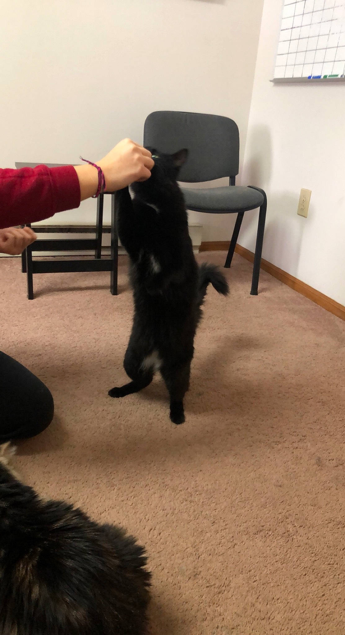 Caseo is registered to the contest to win money with this photo: black_cat, carnivore, cat, chair, comfort, companion_dog, dog_breed, felidae, floor, flooring, fur, furniture, gesture, hardwood, laminate_flooring, small_to_medium_sized_cats, sporting_group, tail, whiskers, wood