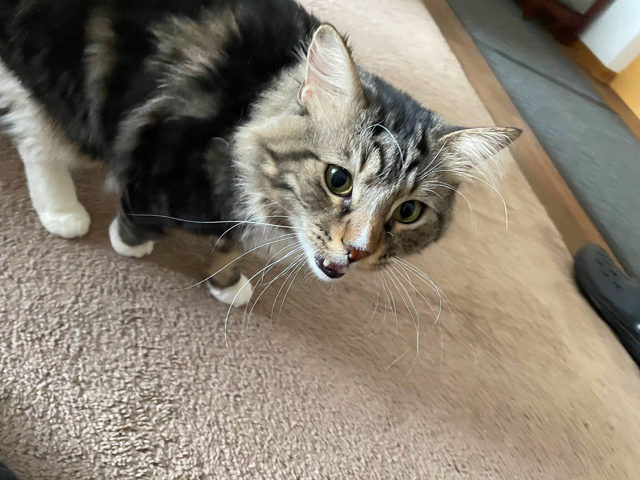 Nacho joined the competition — help win amazing prizes! carnivore, cat, claw, comfort, domestic_short_haired_cat, felidae, flooring, foot, fur, hardwood, paw, sitting, small_to_medium_sized_cats, snout, tail, whiskers, wood